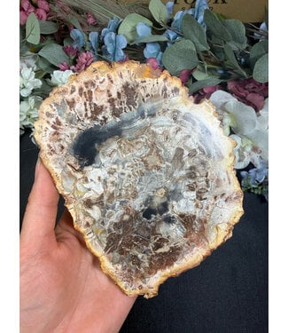 Petrified Wood Slice #32, 572gr