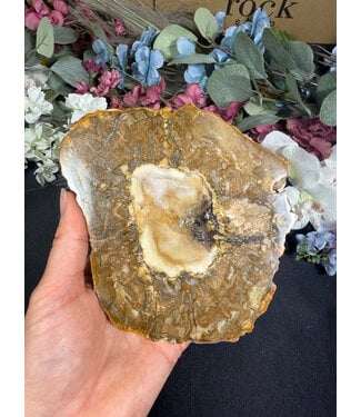 Petrified Wood Slice #33, 498gr