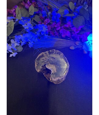 Petrified Wood Branch #5, 1294gr