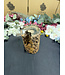 Petrified Wood Branch #5, 1294gr