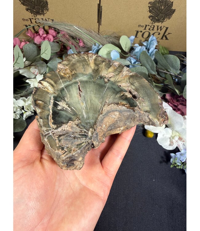 Petrified Wood Slice #35, 754gr