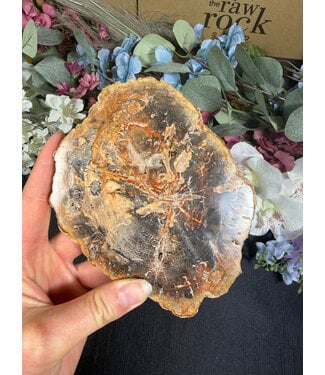 Petrified Wood Slice #31, 374gr