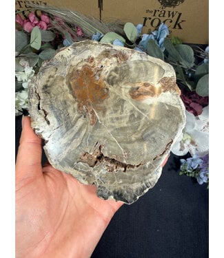 Petrified Wood Slice #28, 616gr
