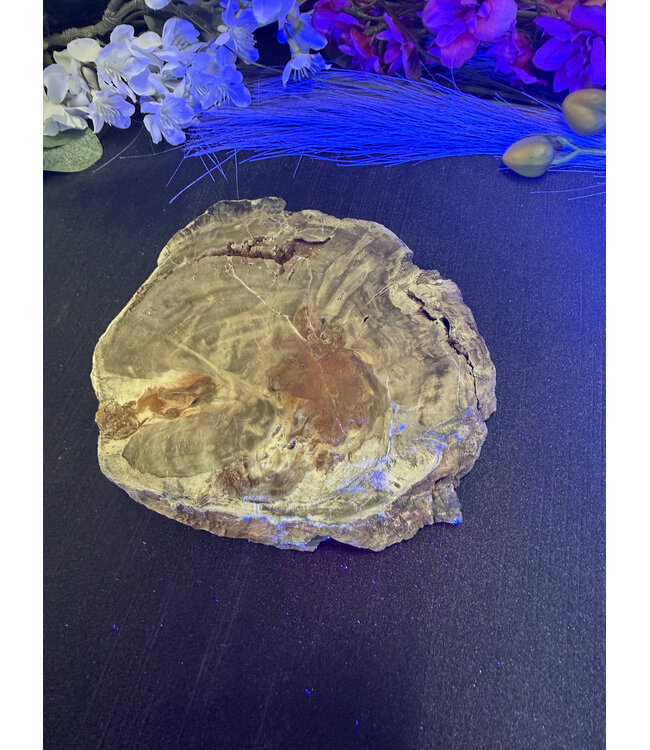 Petrified Wood Slice #28, 616gr