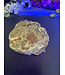 Petrified Wood Slice #28, 616gr