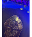 Petrified Wood Slice #27, 628gr