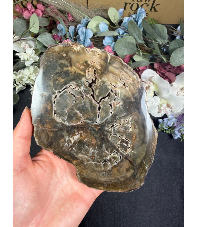 Petrified Wood Slice #27, 628gr