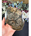 Petrified Wood Slice #27, 628gr