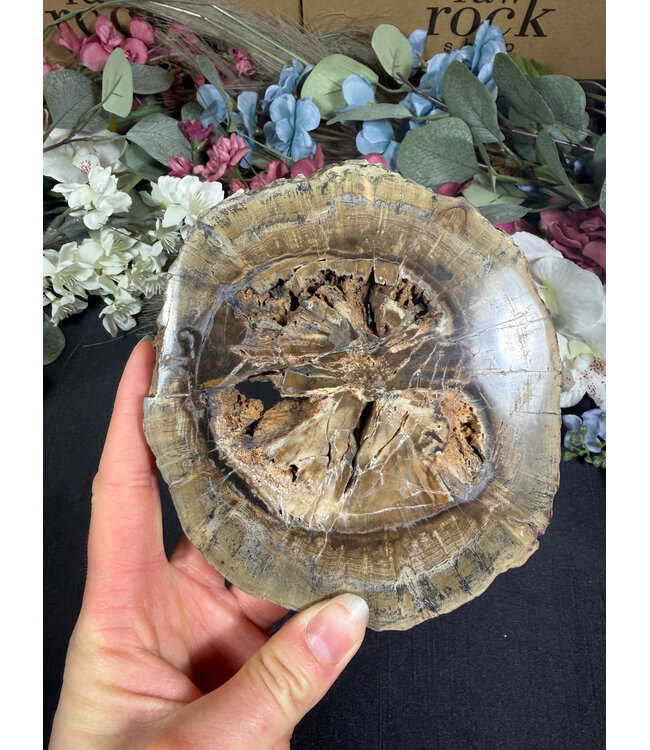 Petrified Wood Slice #26, 568gr