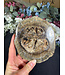 Petrified Wood Slice #26, 568gr