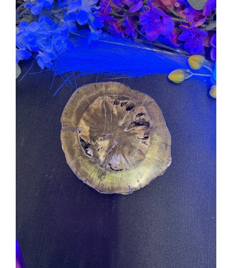 Petrified Wood Slice #25, 574gr