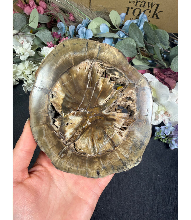 Petrified Wood Slice #25, 574gr