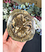 Petrified Wood Slice #25, 574gr