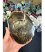 Petrified Wood Slice #24, 430gr