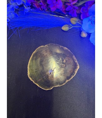 Petrified Wood Slice #23, 398gr
