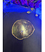 Petrified Wood Slice #23, 398gr