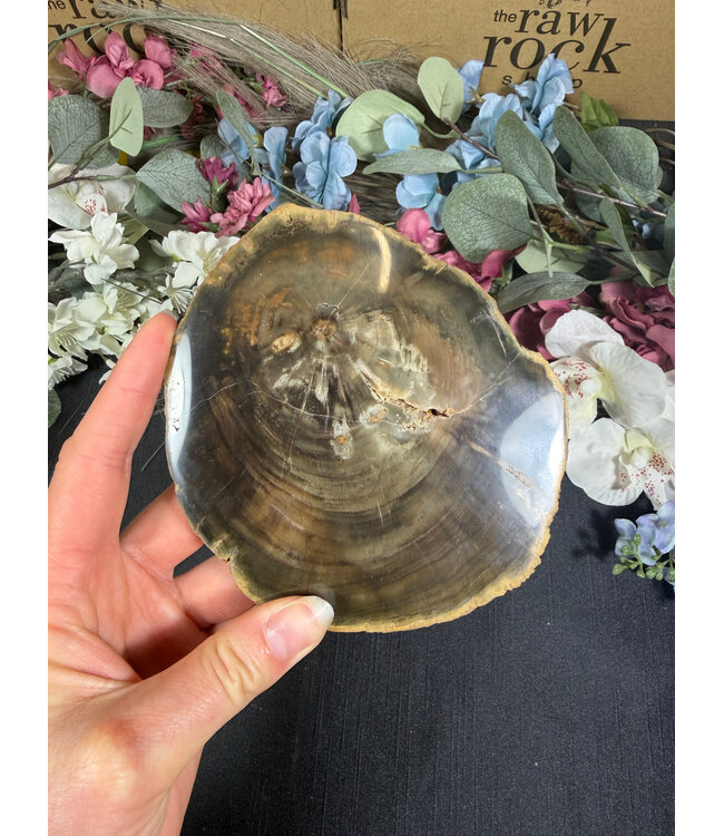 Petrified Wood Slice #23, 398gr