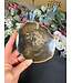 Petrified Wood Slice #23, 398gr