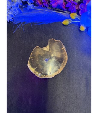 Petrified Wood Slice #22, 288gr