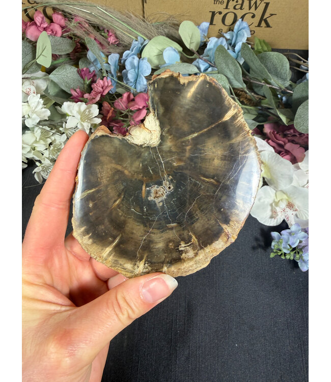 Petrified Wood Slice #22, 288gr