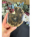 Petrified Wood Slice #22, 288gr