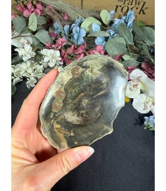 Petrified Wood Slice #20, 192gr