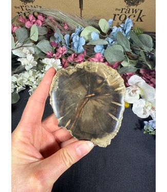 Petrified Wood Slice #19, 188gr