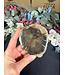 Petrified Wood Slice #19, 188gr