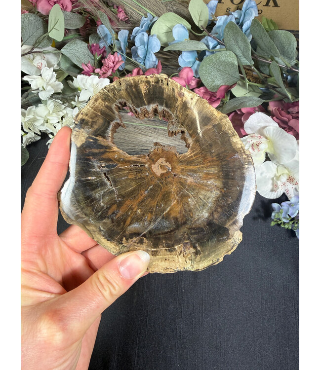 Petrified Wood Slice #18, 256gr