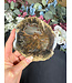 Petrified Wood Slice #18, 256gr