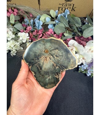 Petrified Wood Slice #17, 300gr