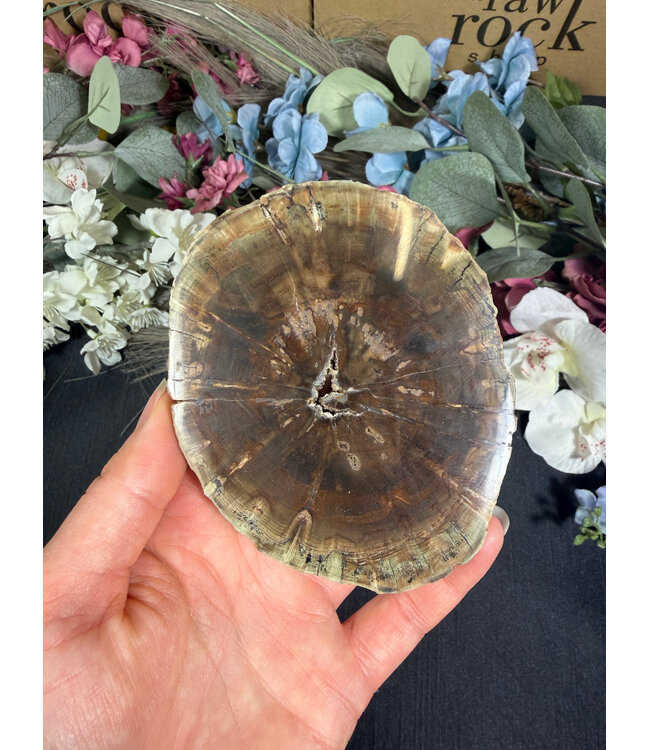 Petrified Wood Slice #16, 218gr