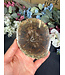 Petrified Wood Slice #16, 218gr