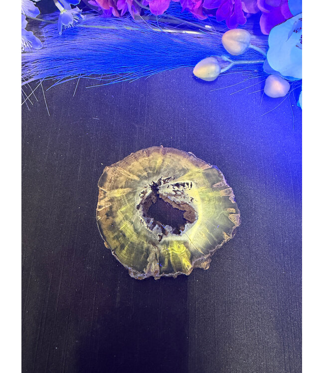 Petrified Wood Slice #15, 188gr