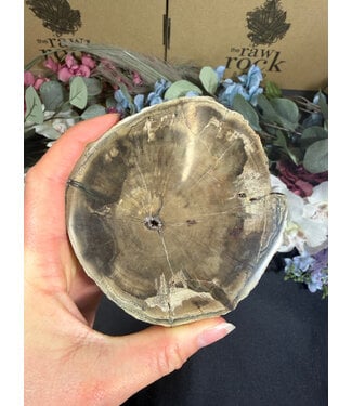 Petrified Wood Slice #13, 224gr