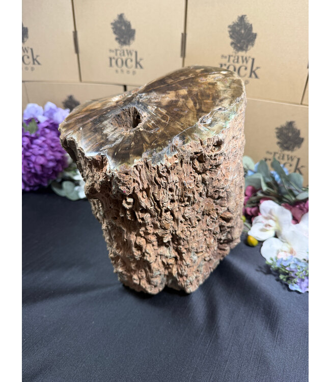 Petrified Wood Log #1, 16884gr