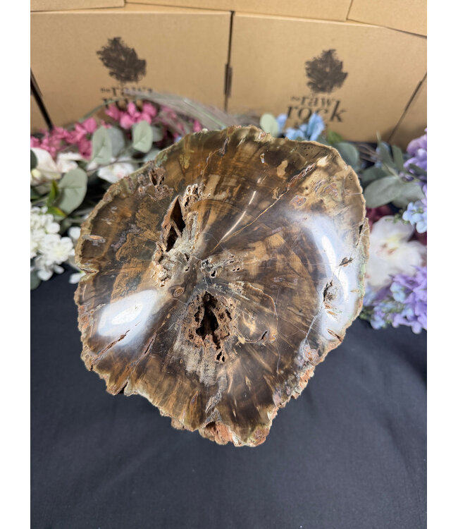 Petrified Wood Log #1, 16884gr