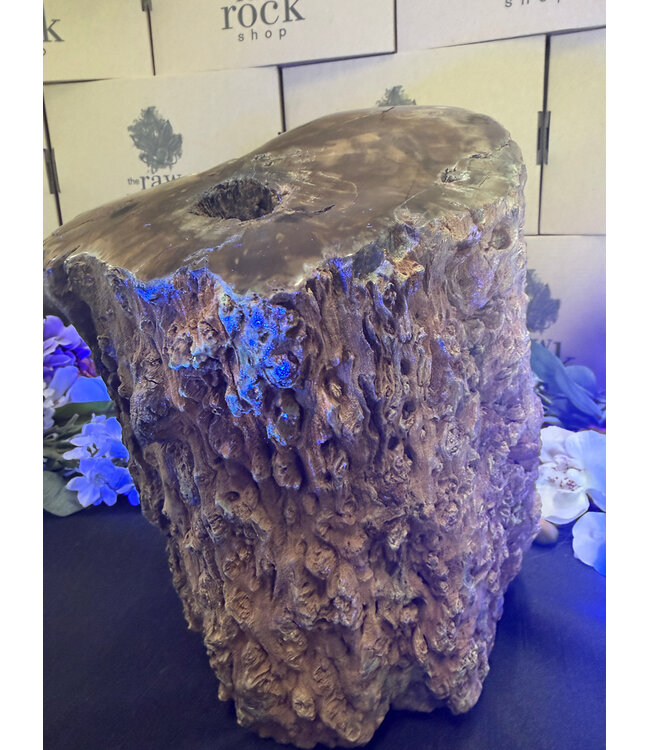 Petrified Wood Log #1, 16884gr