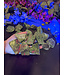 Rough Ruby Zoisite Size 1 [1-99gr]