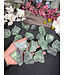 Rough Ruby Zoisite Size 1 [1-99gr]