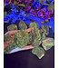 Rough Ruby Zoisite Size 3 [200-299gr]