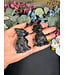 6cm Dragon Buddy