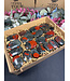 African Bloodstone Palms 1KG bulk lot