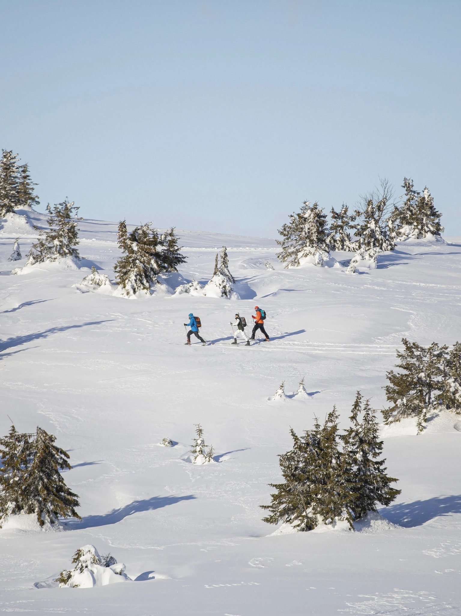 Madshus Skis back-country Panorama M55 Intelligrip Transition