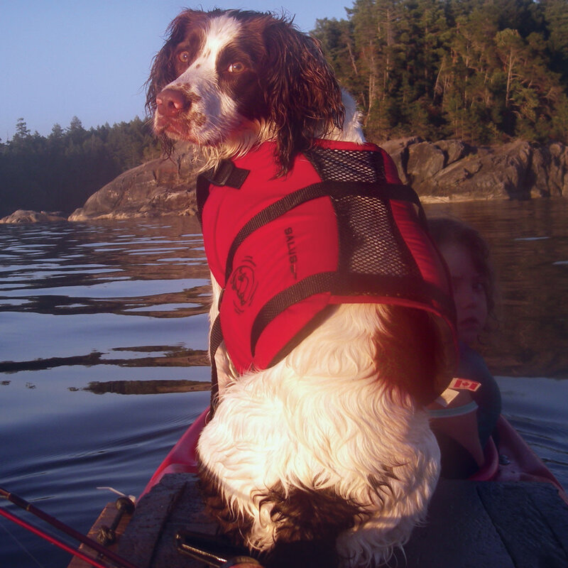 Salus Veste de sauvetage Skippy pour chien