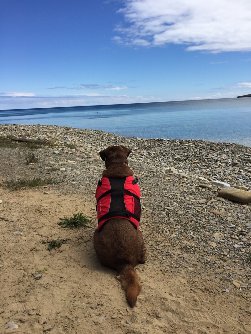 Salus Veste de sauvetage Skippy pour chien