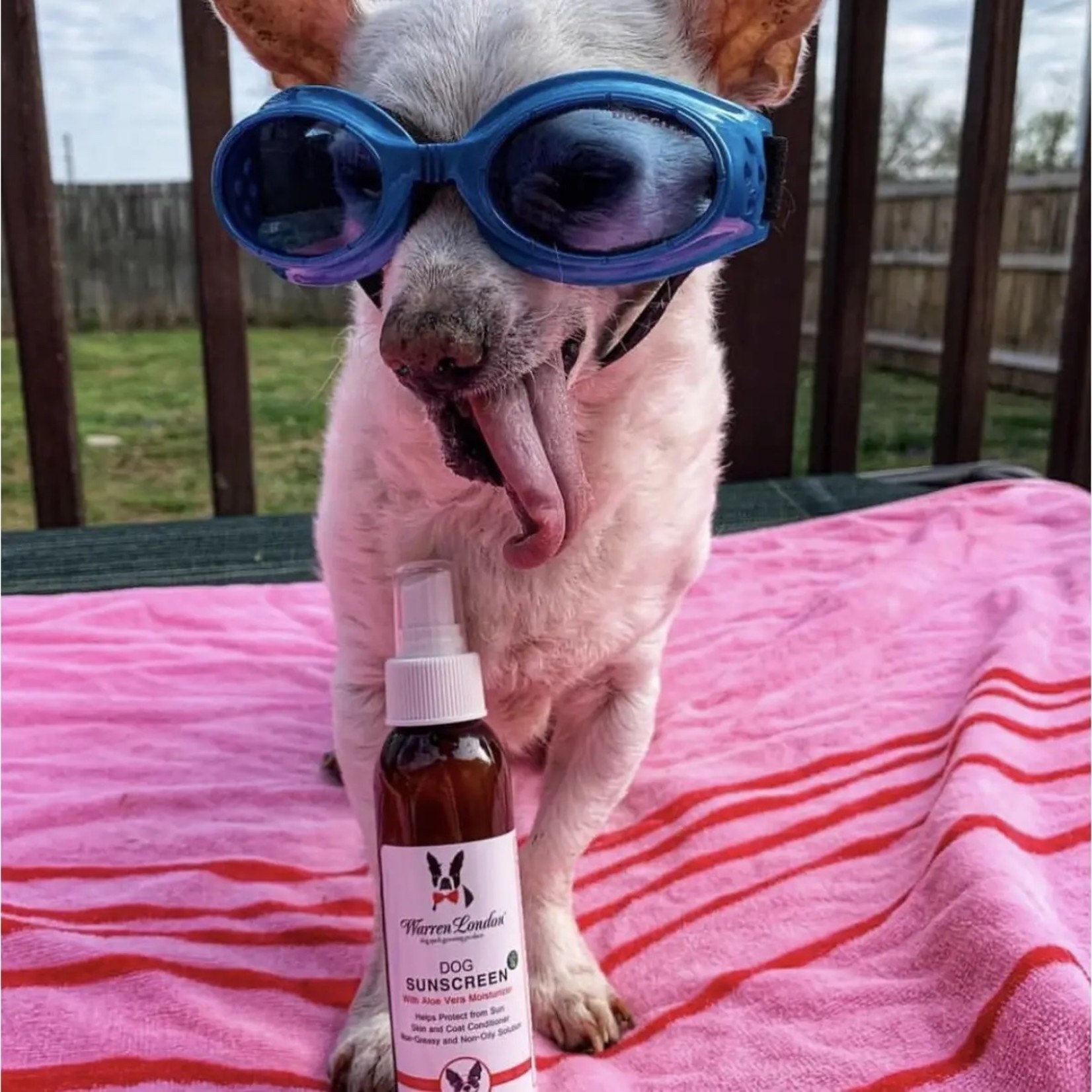 dog sunscreen