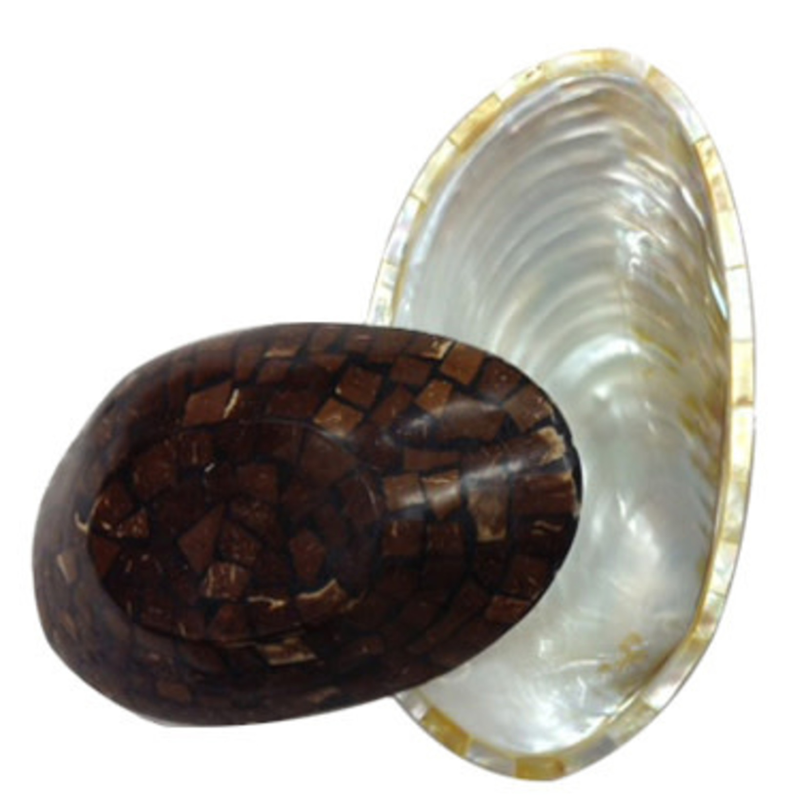 Shell Dish with Dark Coconut Shell Back