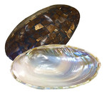 Large Shell Dish with Coconut Shell Back