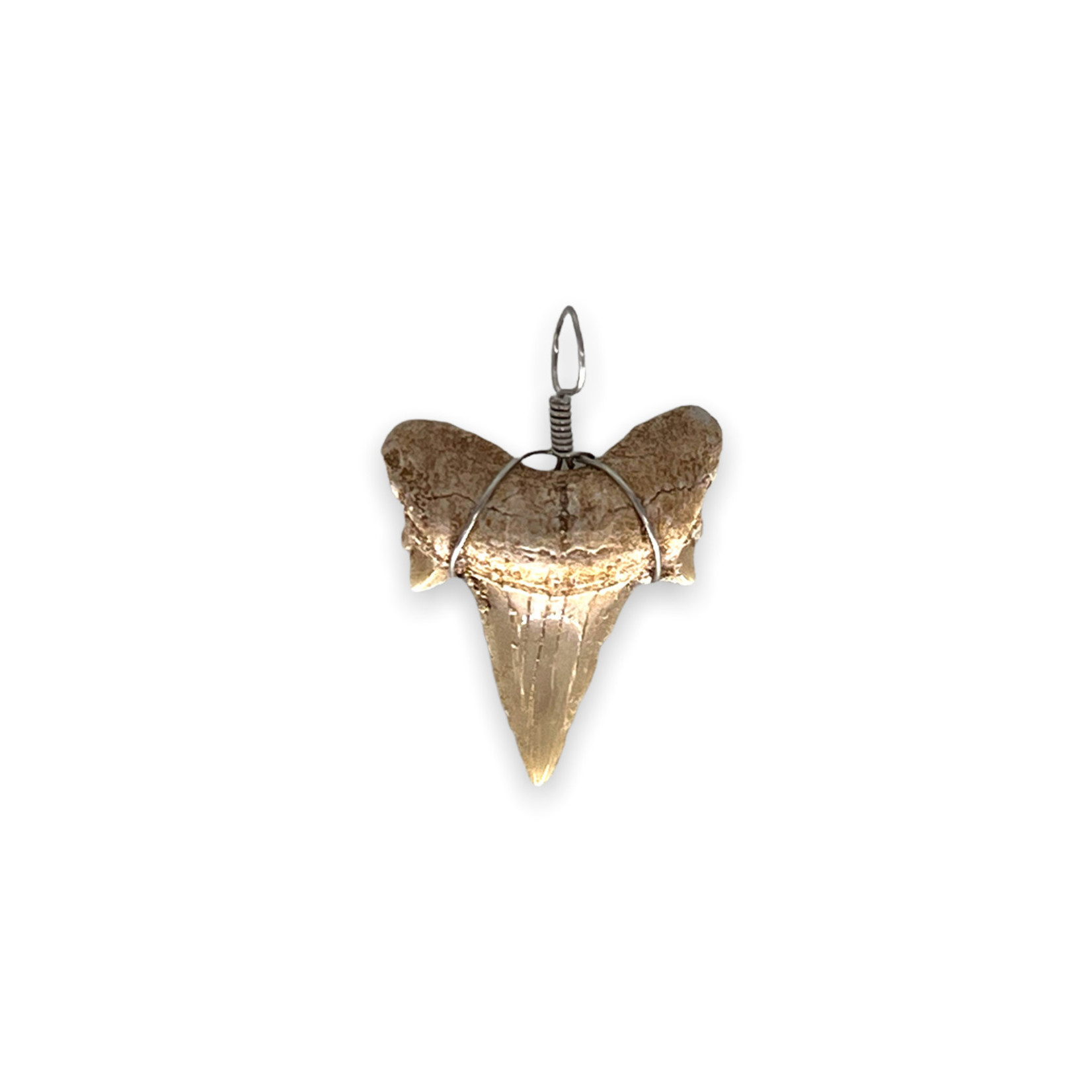 Wire Wrapped Shark Tooth Pendant